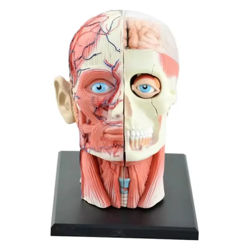 4D Master Humans Skeleton Anatomical Model Brain Nasal Oral Pharynx Larynx Cavity Model Anatomia Exploded Skull Education Toys