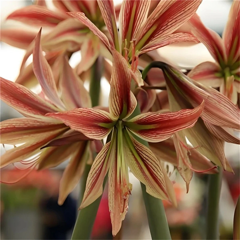 aparador para flores Hippeastrum Móveis para plantas 2 unidades