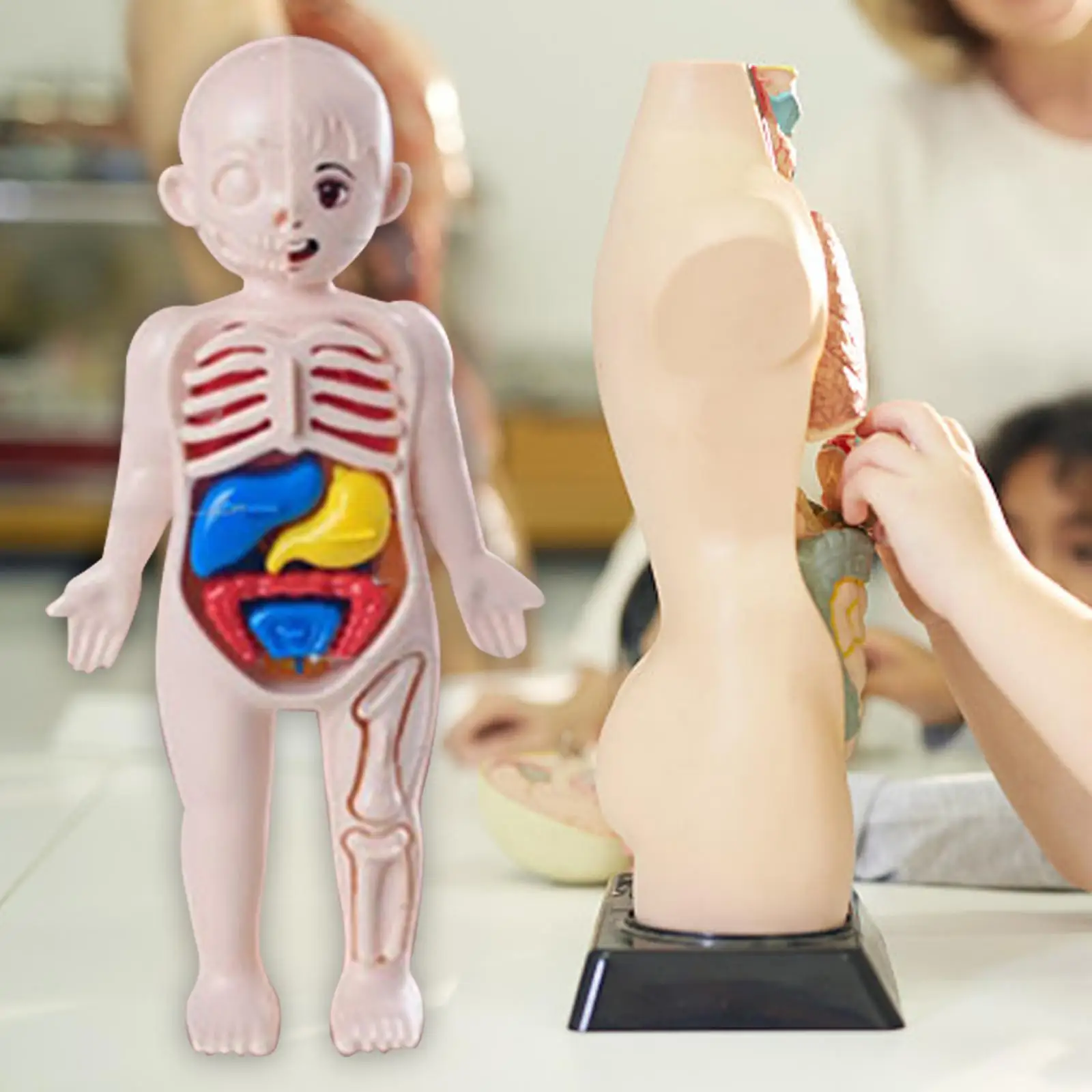 Rompecabezas de cuerpo humano para niños, modelo de órganos extraíbles, juguete de aprendizaje de ciencia, juego de enseñanza para ayuda didáctica, niños