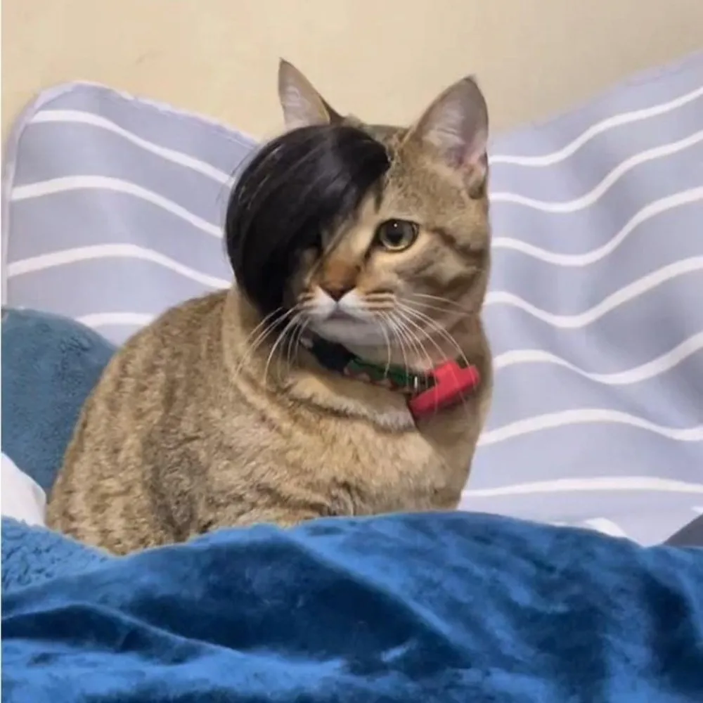 Straight Hair Funny Pet Side Bangs Creative Adjustable Cat Headdress Eye-catching Dog Wig Pet Party