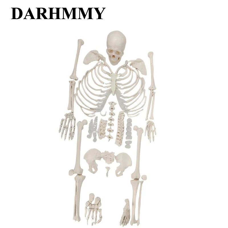 

DARHMMY Материал ПВХ Чашарнирная модель скелета человека включает анатомию черепа Медицинская модель в натуральную величину