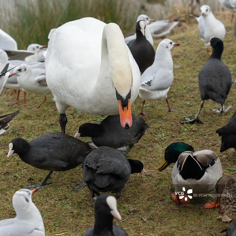 

2PCS Hobbywing XRotor Pro 40A ESC No BEC 3S-6S Lipo Brushless DEO for Quadrocop 550~880 Class Multirotors Accessories