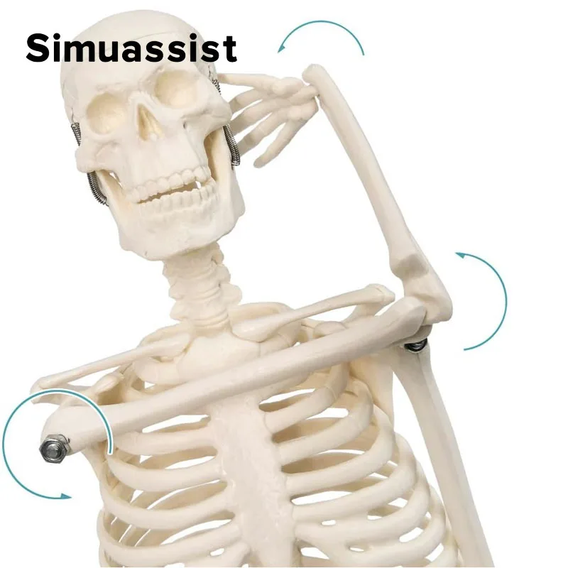 45 см анатомическая модель человеческого скелета, гибкие руки и ноги, Обучающие инструменты