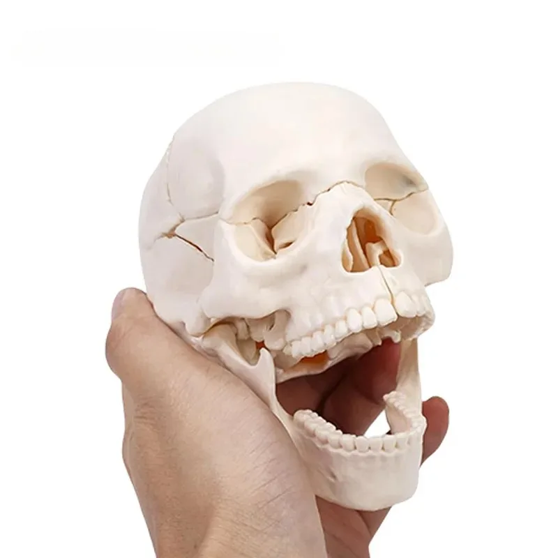 Anatomy 15 Parts 4D Disassembled White Mini Skull Anatomical  Model Human Detachable Skull Puzzle Medical Teaching Tool
