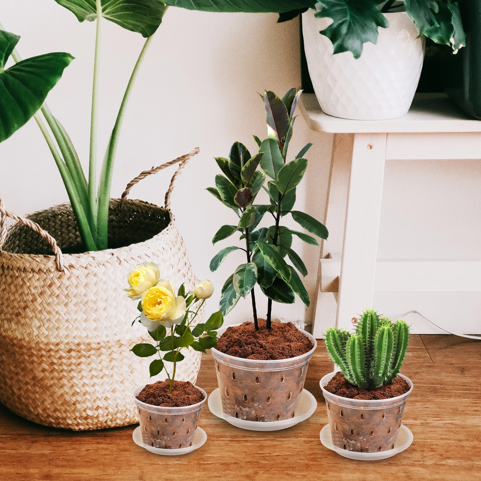

3 Pcs Plastic Orchid Pot Nursery Garden Flowerpot Care Clear Pots for Plants with Saucer Saucers