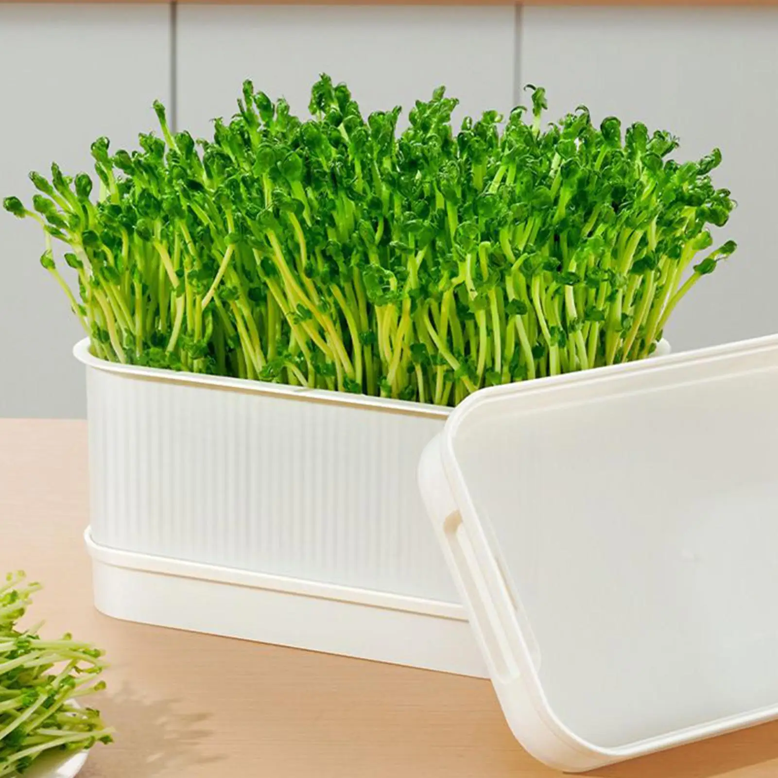 

Sprouting Trays Soil-Free Propagator With Lid Cultivation Germination Tray For Bean Pea Wheatgrass Growing Planting Cultivation