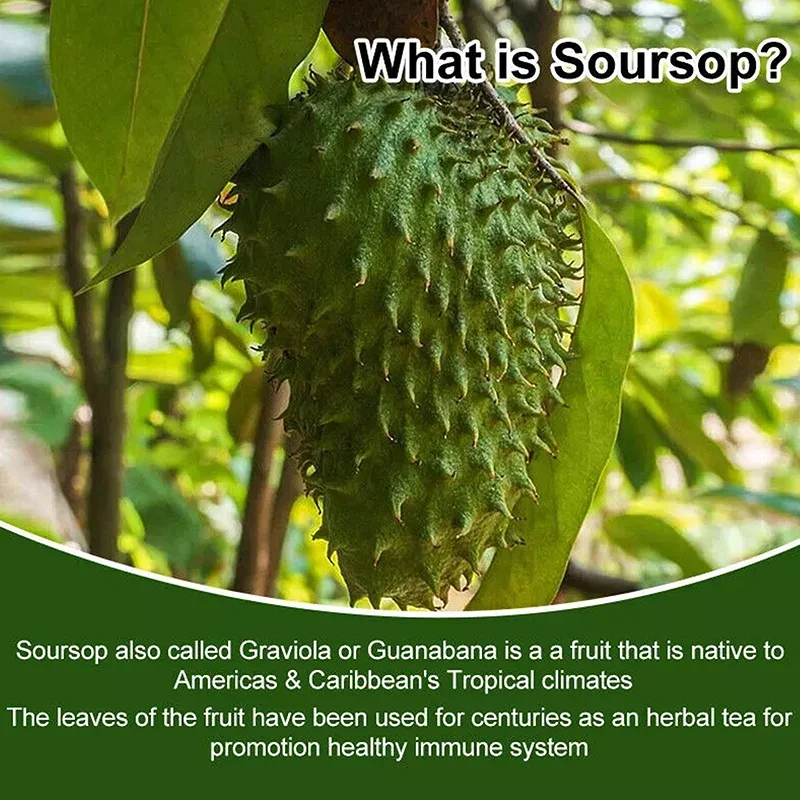 Soursop Graviola - Powerful Antioxidant, Promote Digestion & Cellular Health, Strengthen Immunity