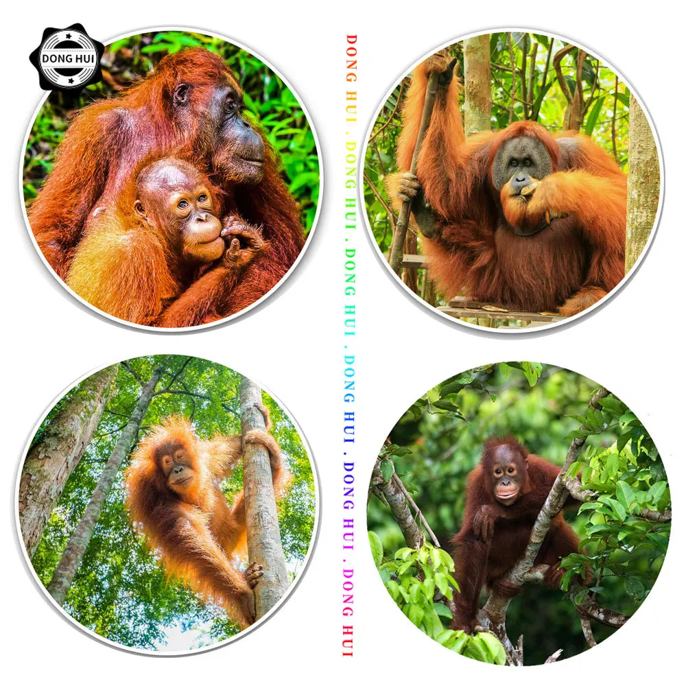 

Protecting Gorilla Sticker Orangutan Monkey Car Stickers Zoo Children's Rooms Pet Shops Decorative Decal PVC Waterproof