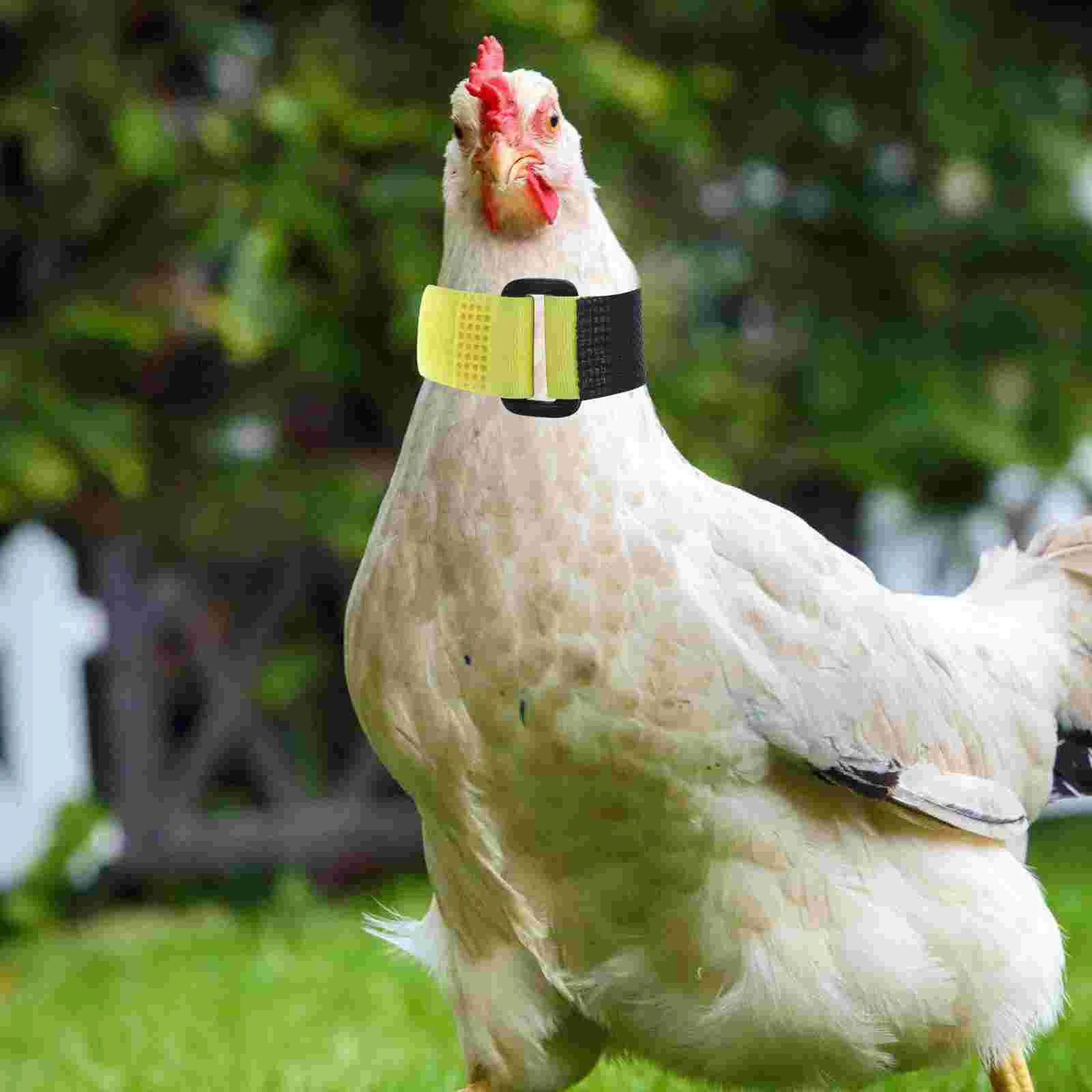 

2 Pcs Anti-snag Cock Collar Chicken Anti-crowing Collars Noise-free Neck Belts Flexible Rooster Halloween Nylon Replacement