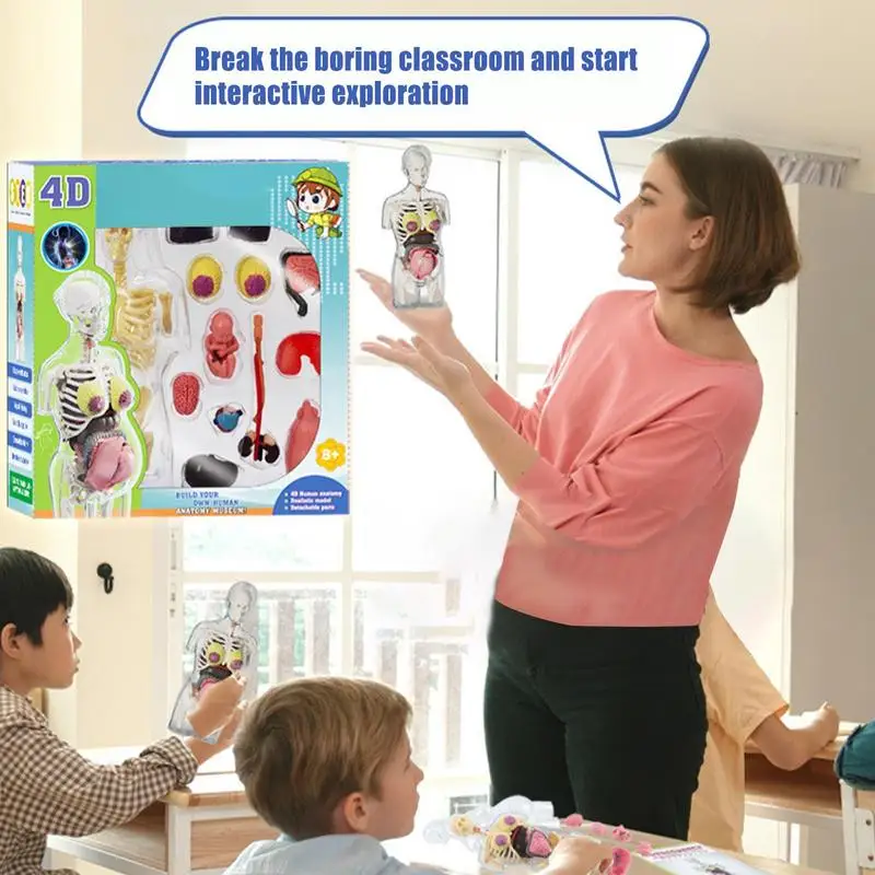 

Human Body Model For Kids Pregnant Women Body Anatomical Assembly Kit Removable Parts Poseable Anatomy Figure Educational For