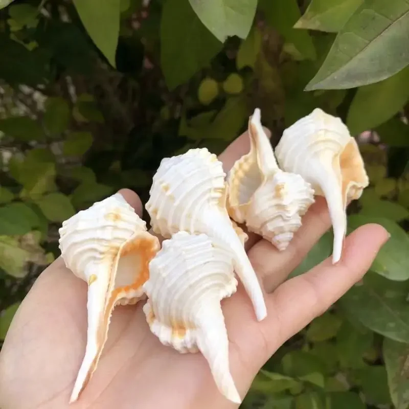 Natural Conch Shell White Pipe Snail Fish Tank Aquarium Landscaping Home Furnishing Decoration Hermit Crab Replacement Shell