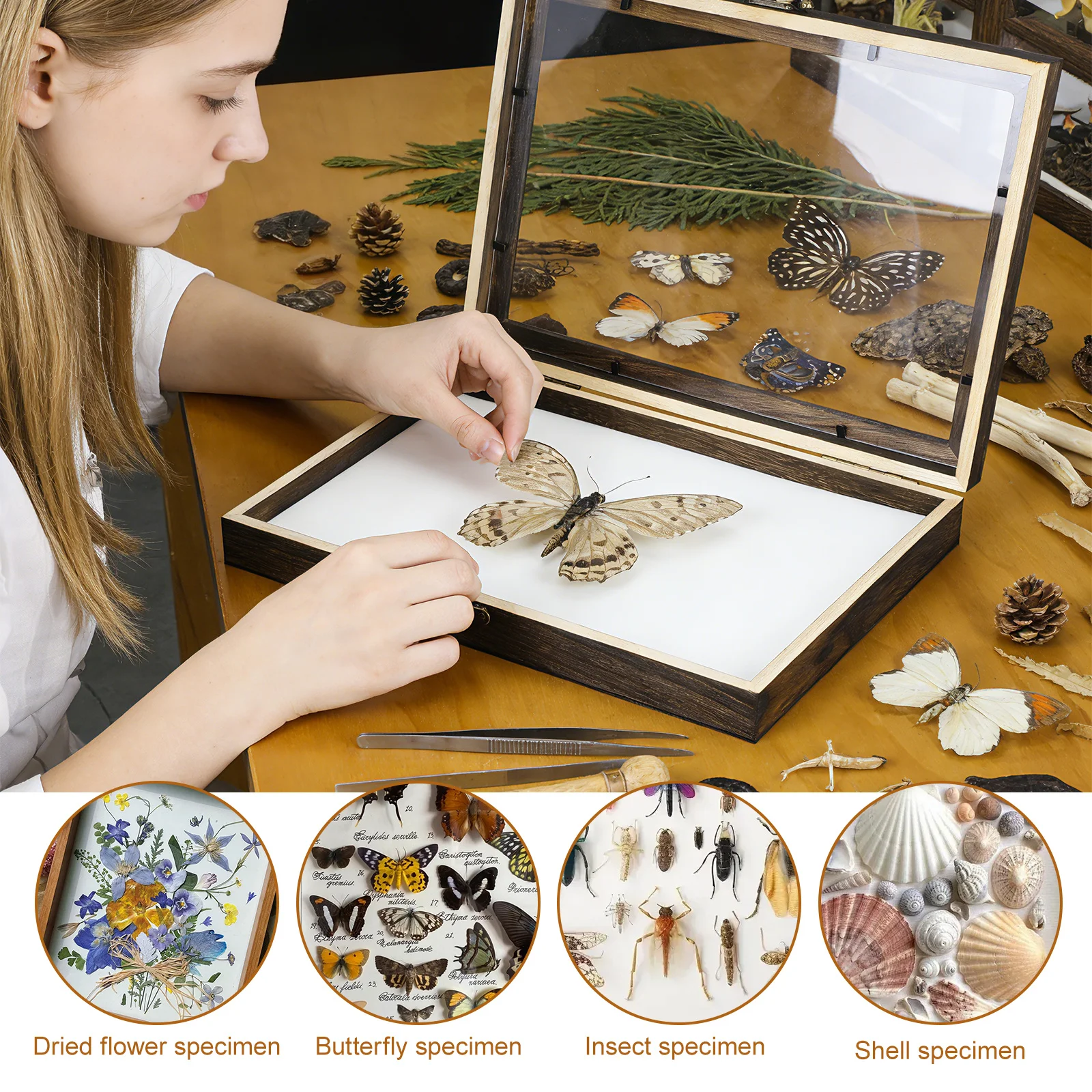 1 Set Insect Specimen Box With Transparent Lid For Plant Wood Storage Display Case Shadow Frame Container Wooden Showcase Tool