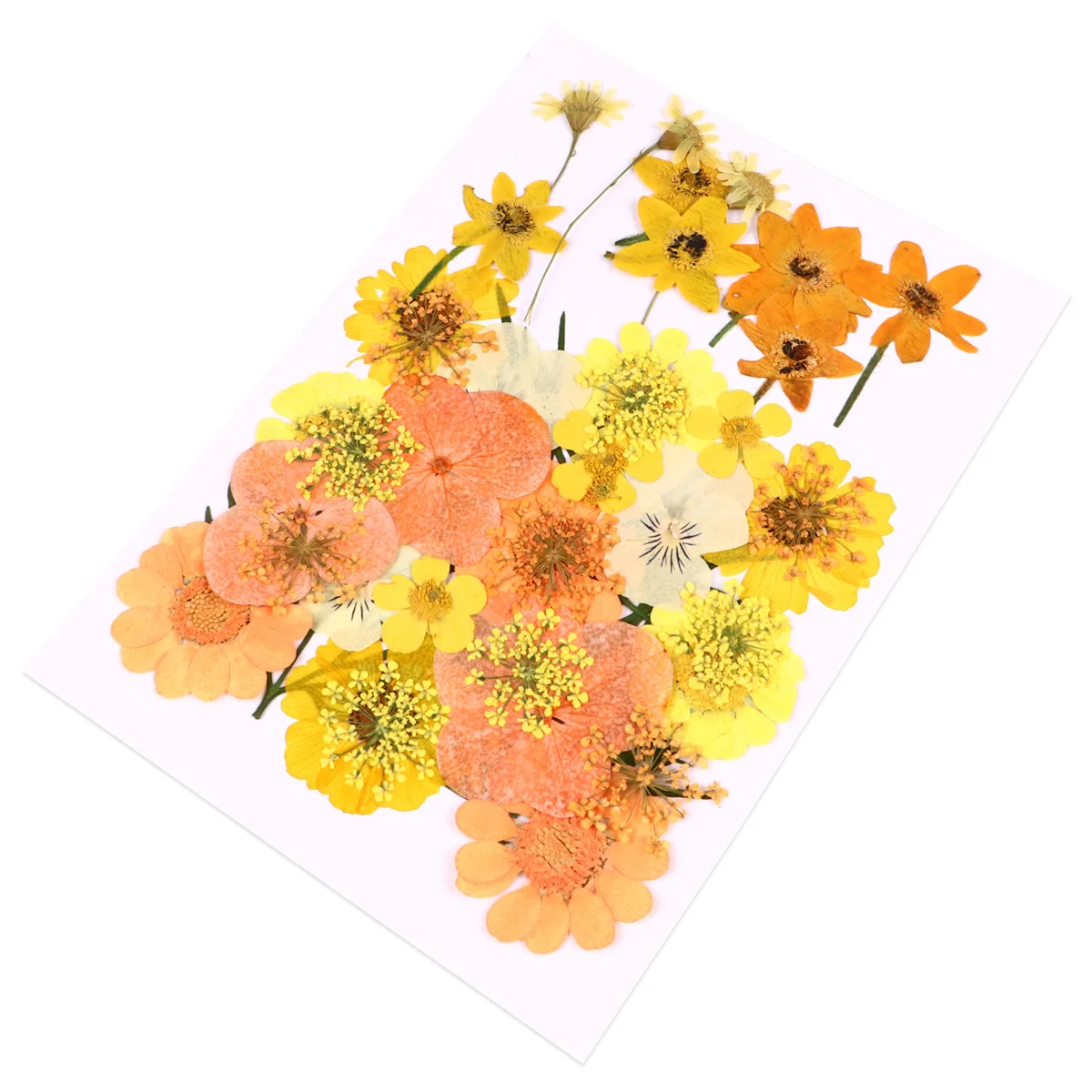 40 قطعة من الزهور المجففة الطبيعية الأنيقة والبرتقالية الجميلة والزهور المضغوطة الحقيقية الرومانسية المزهرة الديكور لعيد الميلاد