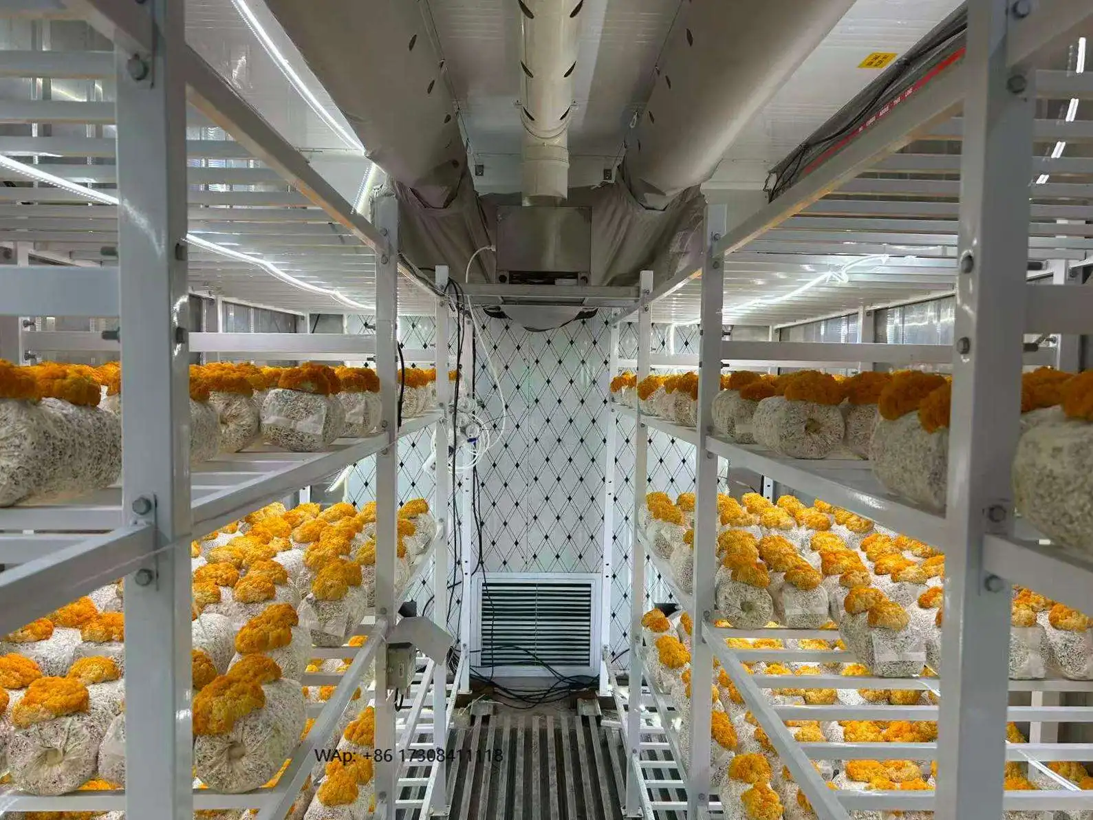 Room Container 40 Ft Hydroponic Shipping Mushroom Grow Farm Growing Box System Machine for Sale