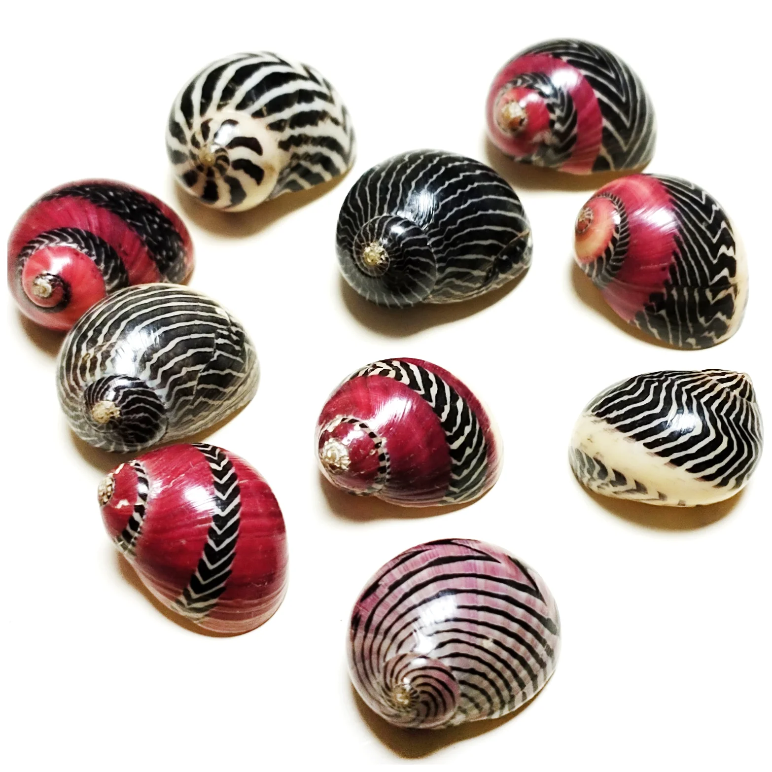 10 Pieces/Lot Zigzag Nerite Snails Colorful Mini Neritina Communis Seashell for Home Decorations, Party Wedding, DIY Crafts