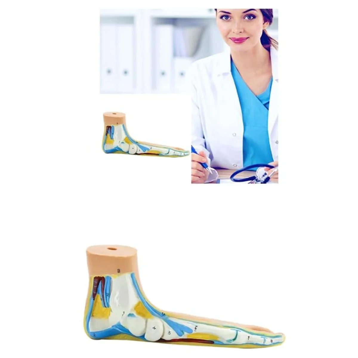 Modelo de anatomia do pé Gfc, modelo de pé de anatomia humana, modelo de pé arqueado plano normal, modelo de músculo do pé humano pés chatos (pé plano)