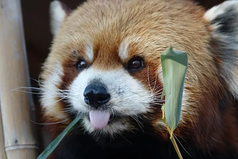 

F701 2.4G 7-канальный радиоуправляемый приемник (замените AR7000) для системы дистанционного управления DX6I DX7 DX9DSMX DSM2