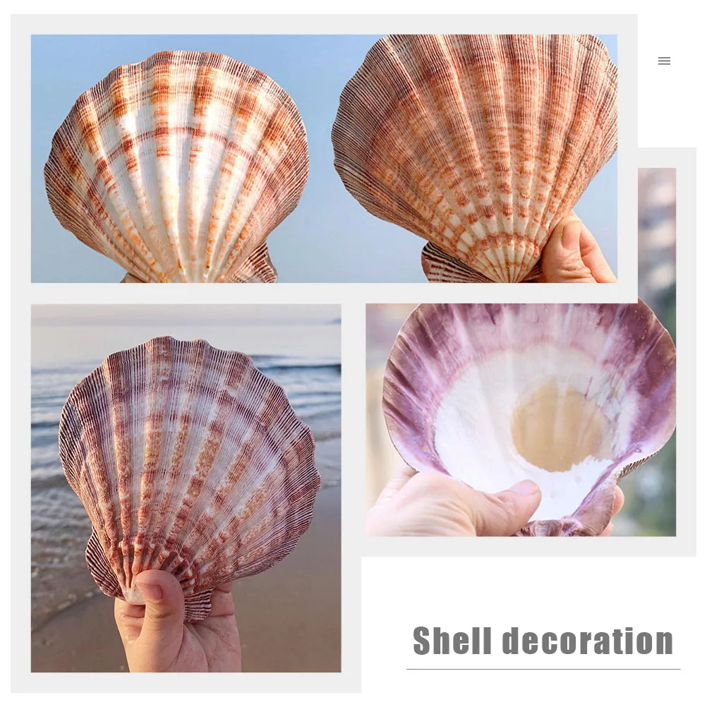 

2Pcs Natural Shell Decoration Durable Photo Shell Plate Ornament Aquarium Decoration DIY Craft Material Sea Shells