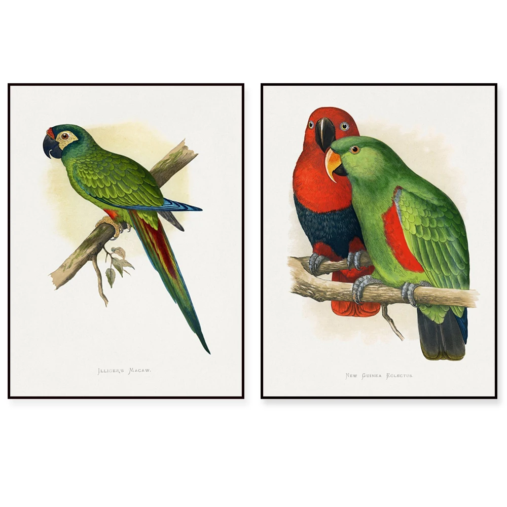 Colorful Birds Poster Print - Alexander Francis Layton Art Featuring West African Lovebirds Military Macaw & Canary Winged Conur