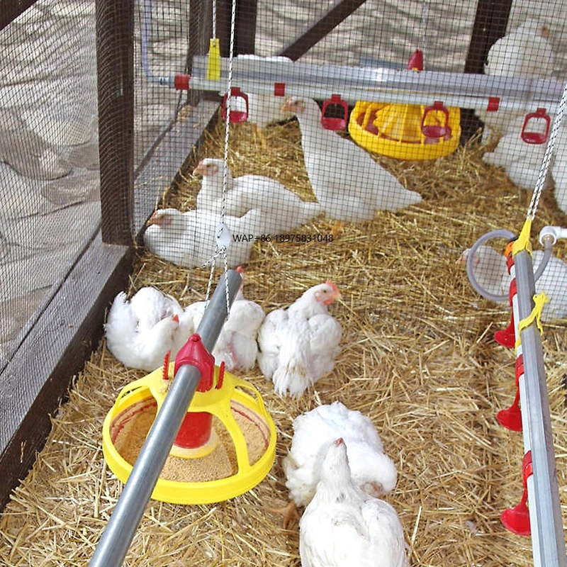 Custom-designed automated chicken feeding line for poultry and broiler feed production Livestock management Mangeoire Poulet