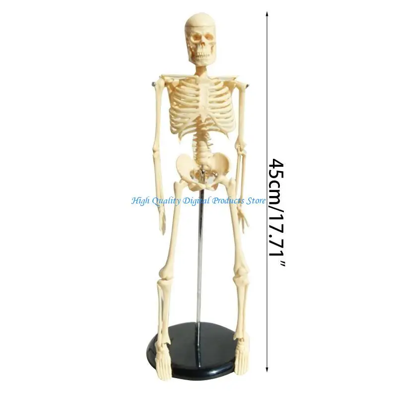 U2JEメディリミニヒューマンスケルトンモデル学習教育用ディスプレイツールギフト