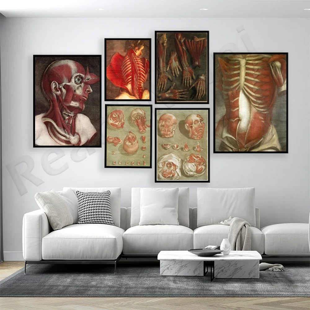 Anatomical art, partially depicting the bones and muscles of the hands, arms, head, neck, back, and shoulders; muscle posters.