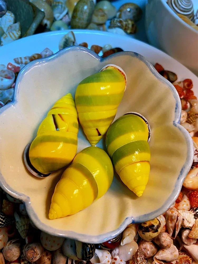 

Ultra-brightly Colored Snails and Conch Shells and Conch Collection Specimens