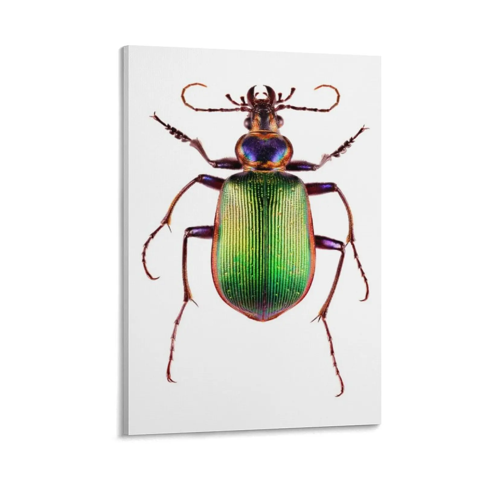 

Fiery Searcher Beetle (Calosoma scrutator) Canvas Painting room decorations for girls decoration for the room