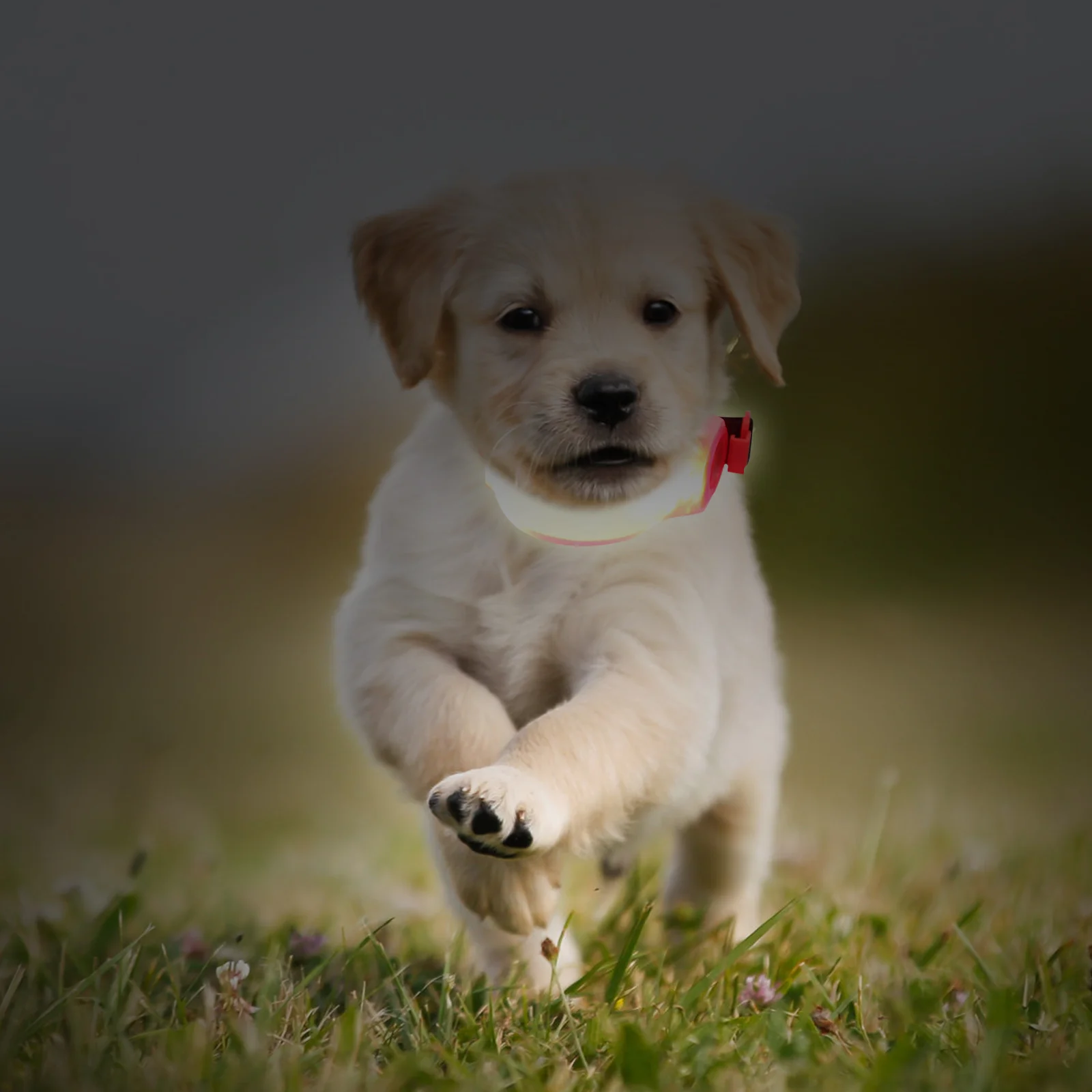 1Pcs Signal Light LED Strap Multifunctional Pet Collar Light-Emitting Band Warning Safety Noctilucence Strap for Dogs