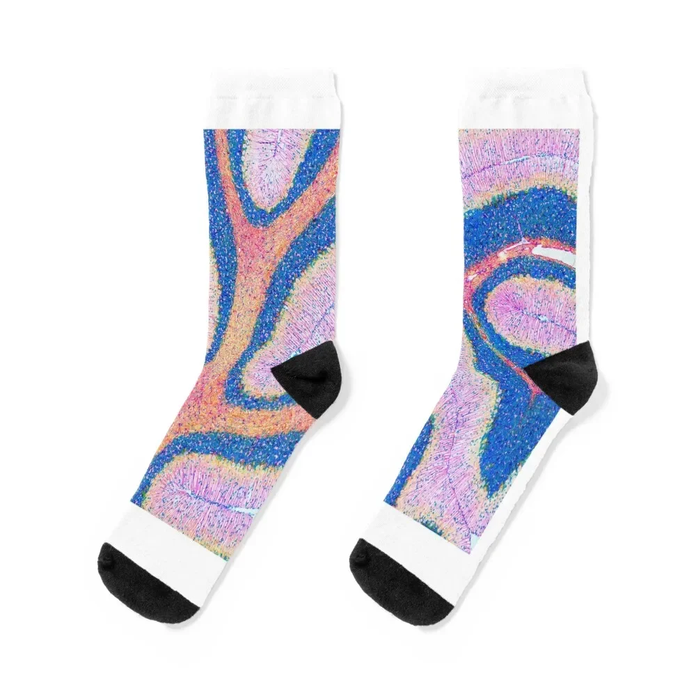 

Cerebellum structure, light micrograph (P330/0479) Socks Climbing japanese fashion bright garter Socks Men's Women's