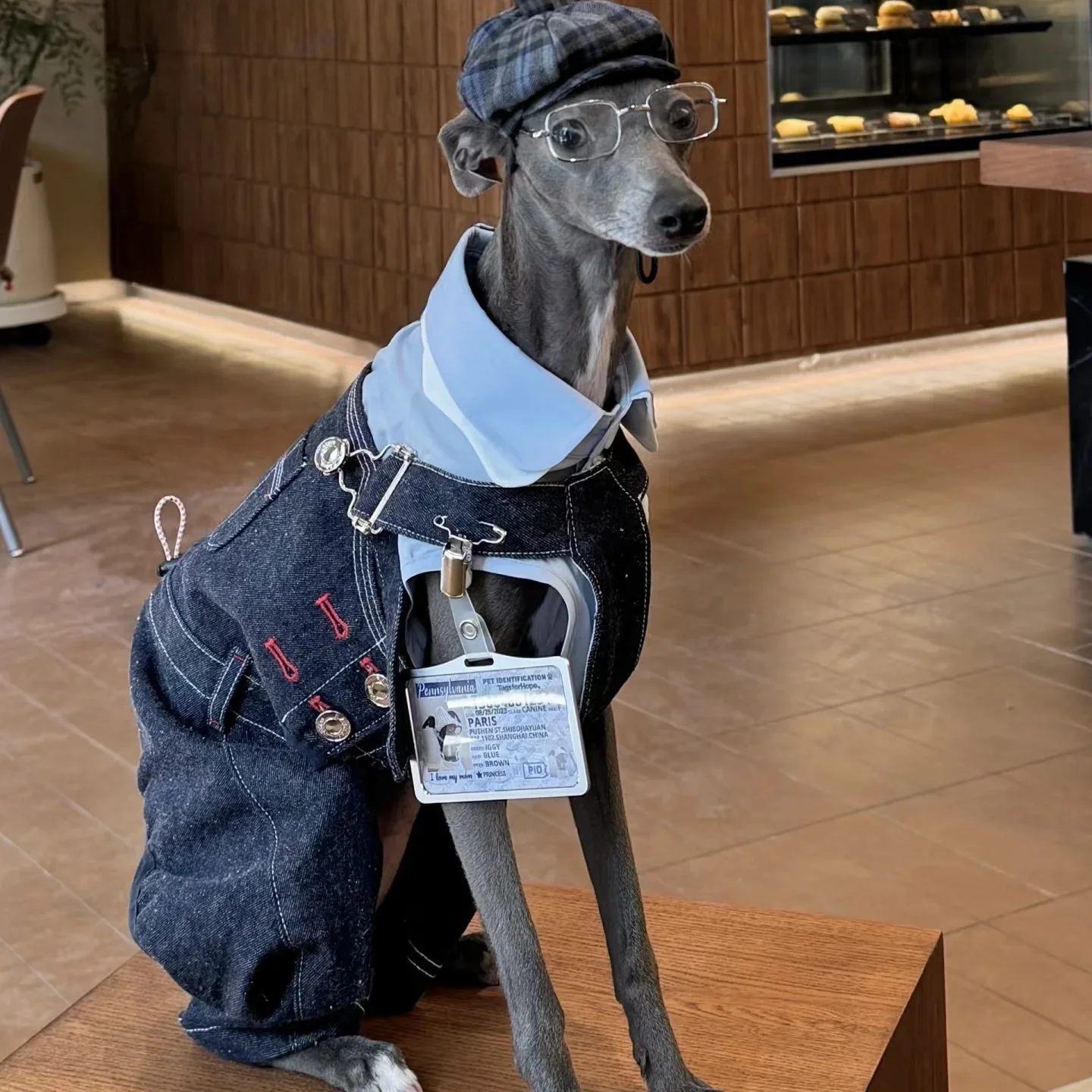 

Japanese Style Blue Vintage Denim Bib Pant for Bedlington in Spring Washed Dot Cotton Denim Jumpsuit for Italian Greyhound Dogs