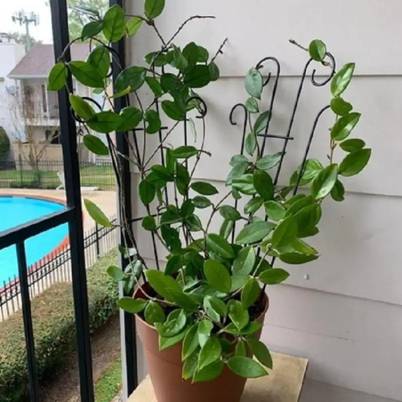 

Stakes Plant Climbing Support Frame Trellis Flowers Stand Cage Tree Garden Plant Support Plant Care For Plants Growth