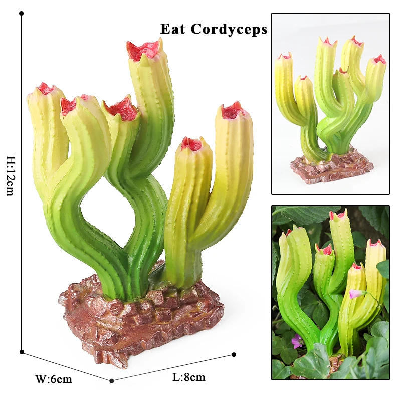 Oenux Chomper Venus Flytrap Drosera indica L. Mushroom Saguaro