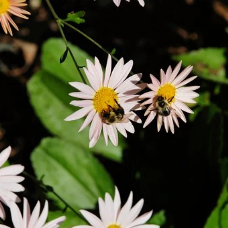 

Для 1/8 RC раллийных автомобилей, дорожные шины, шестигранные пластиковые колеса 17 мм для гоночного автомобиля 1/7 1/8 KM WRC C3 ARRMA