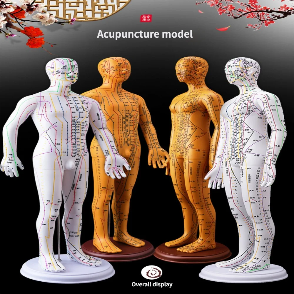 

52 см мягкая модель акупунктуры человеческого тела для мужчин/женщин, модель меридианов, китайская медицина, обучающая медицинская образовательная техника, 2 цвета