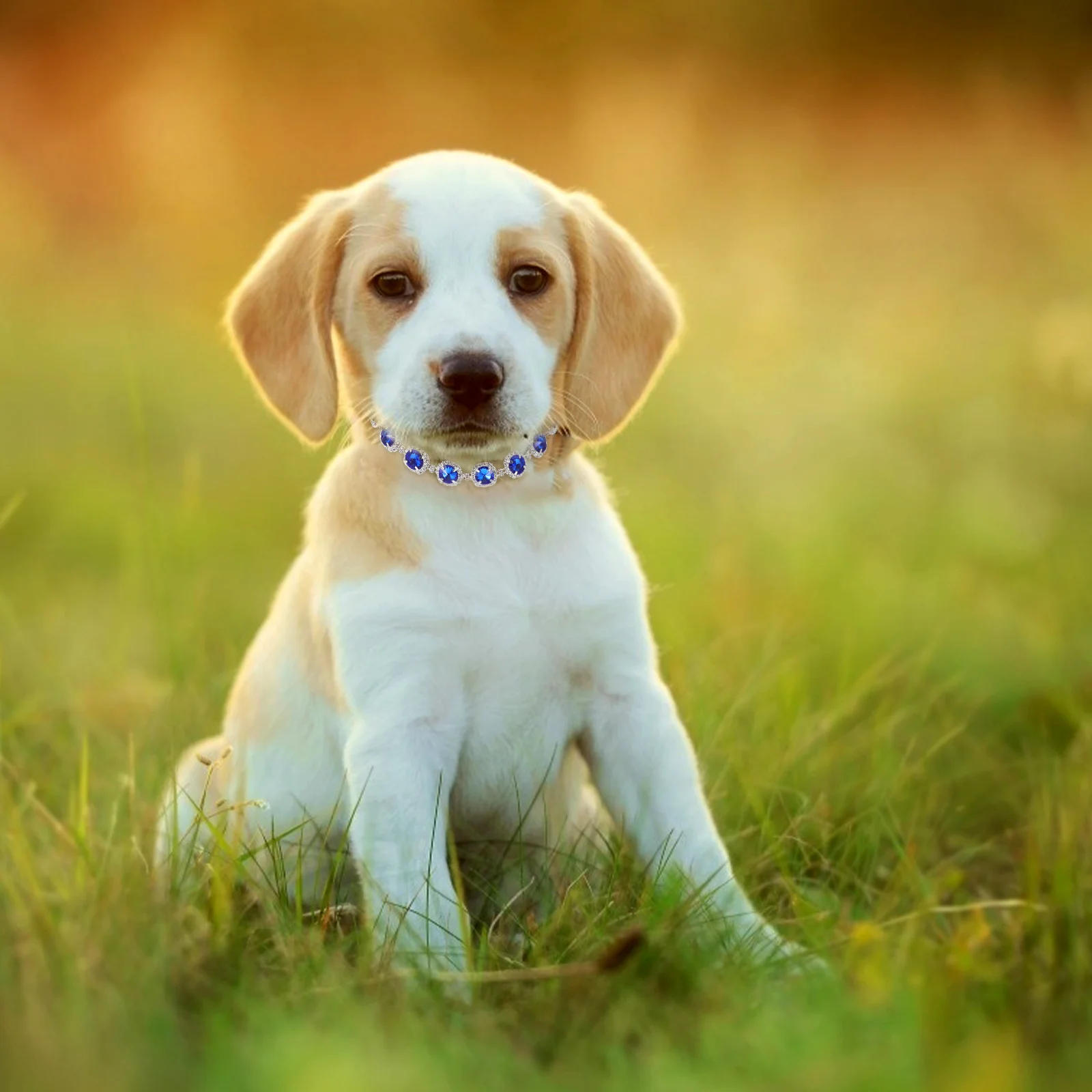 

Pet Collar Adjustable Small Dog Puppy Kitten Decorative Delicate Premium Material Comfortable Party Holiday Birthday Gift