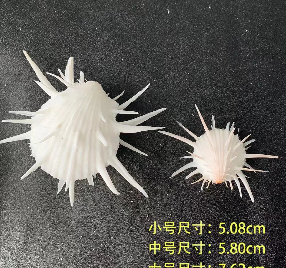 Natural Seashell Decor, White Sea Daisy Shell, Home Ornament Craft, Conch Specimen for Collection & Display