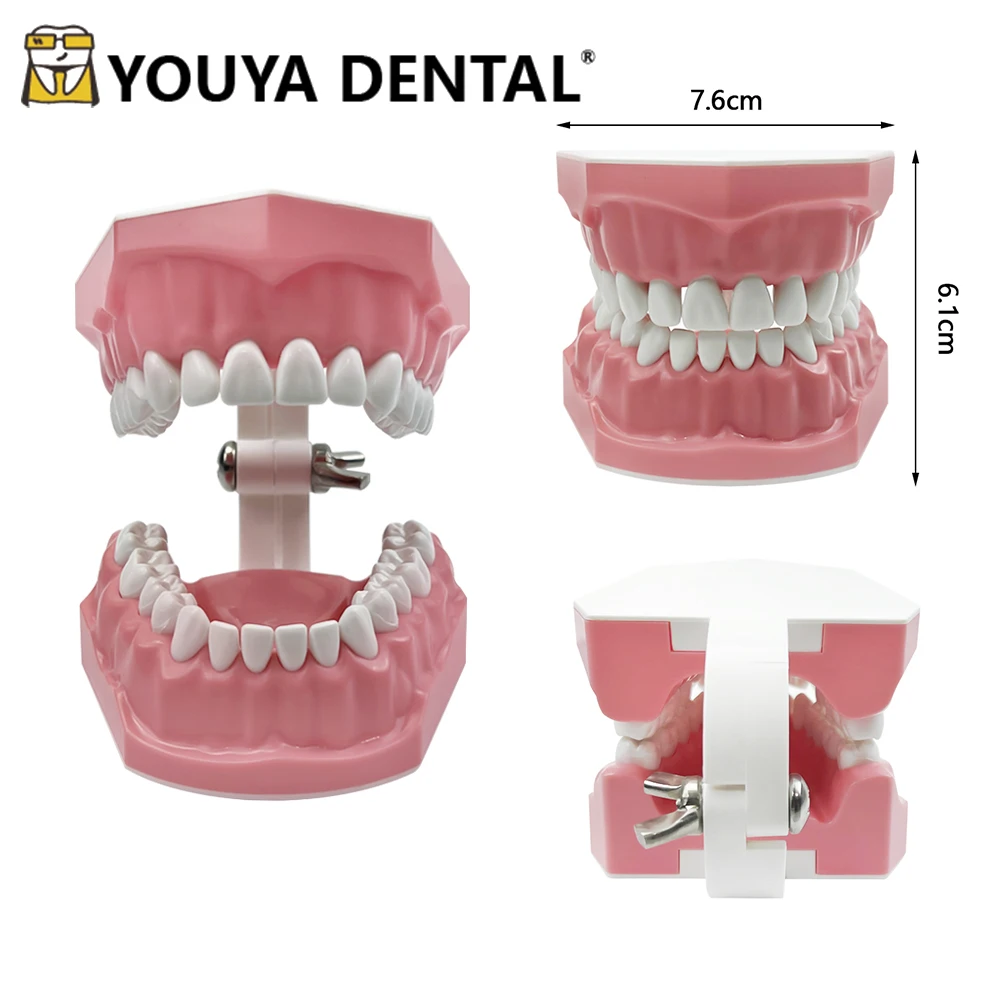 1pcs Dental Teaching Standard Teeth Care Model With 28 Teeth Demonstration Teeth Model For Oral Medical Education Tools