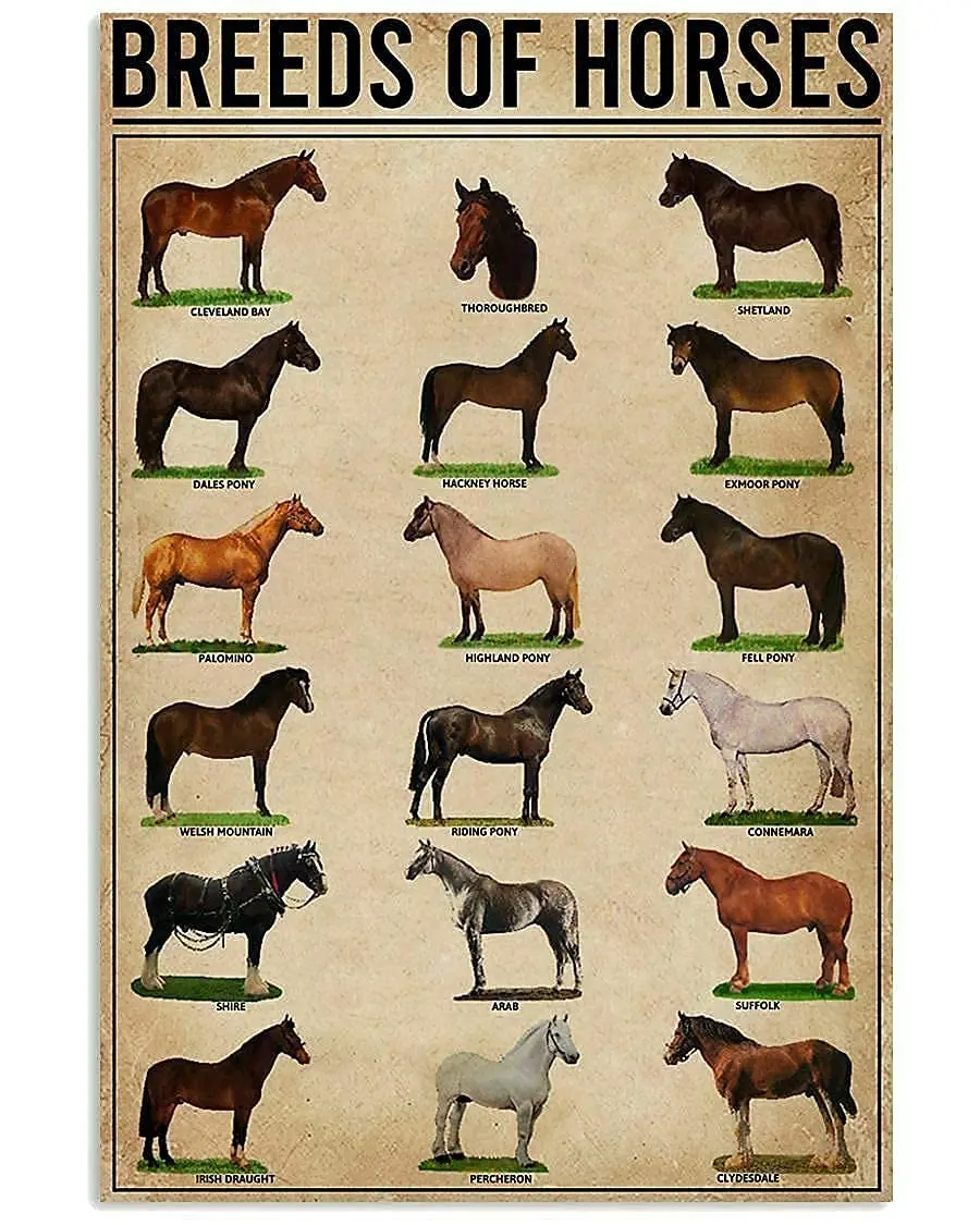 Breeds of Horses Vintage Poster Metal Tin Signs Iron Paintin