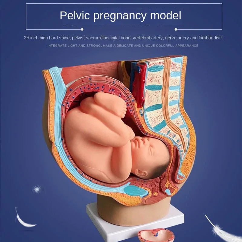 Teaching Model Human Pregnancy Fetal Development 9Th Month Embryonic Pelvic Model Fetal Fetal Pregnancy Anatomy Placenta Pvc