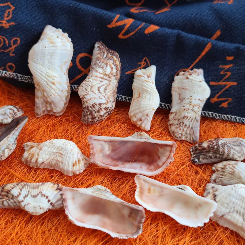 Natural Pecten Shells - Undyed Scallop Shells for Aquarium Decor, DIY Shell Art Craft, Handmade Counting Accessories
