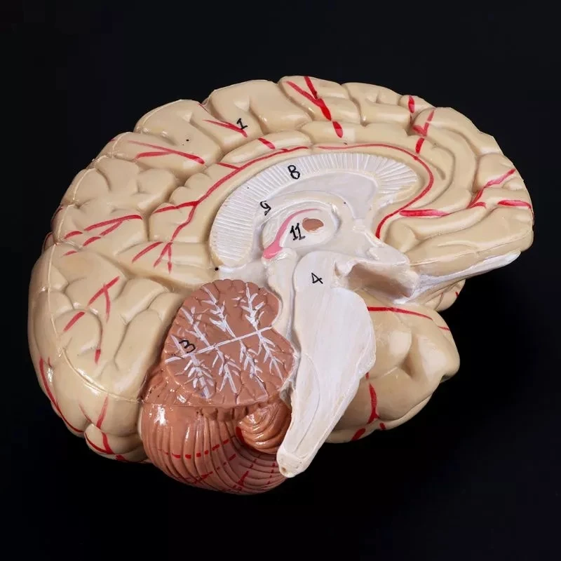 Anatomia człowieka Głowa Czaszka Mózg mózg mózgowy Model anatomiczny do materiału dydaktycznego escolar