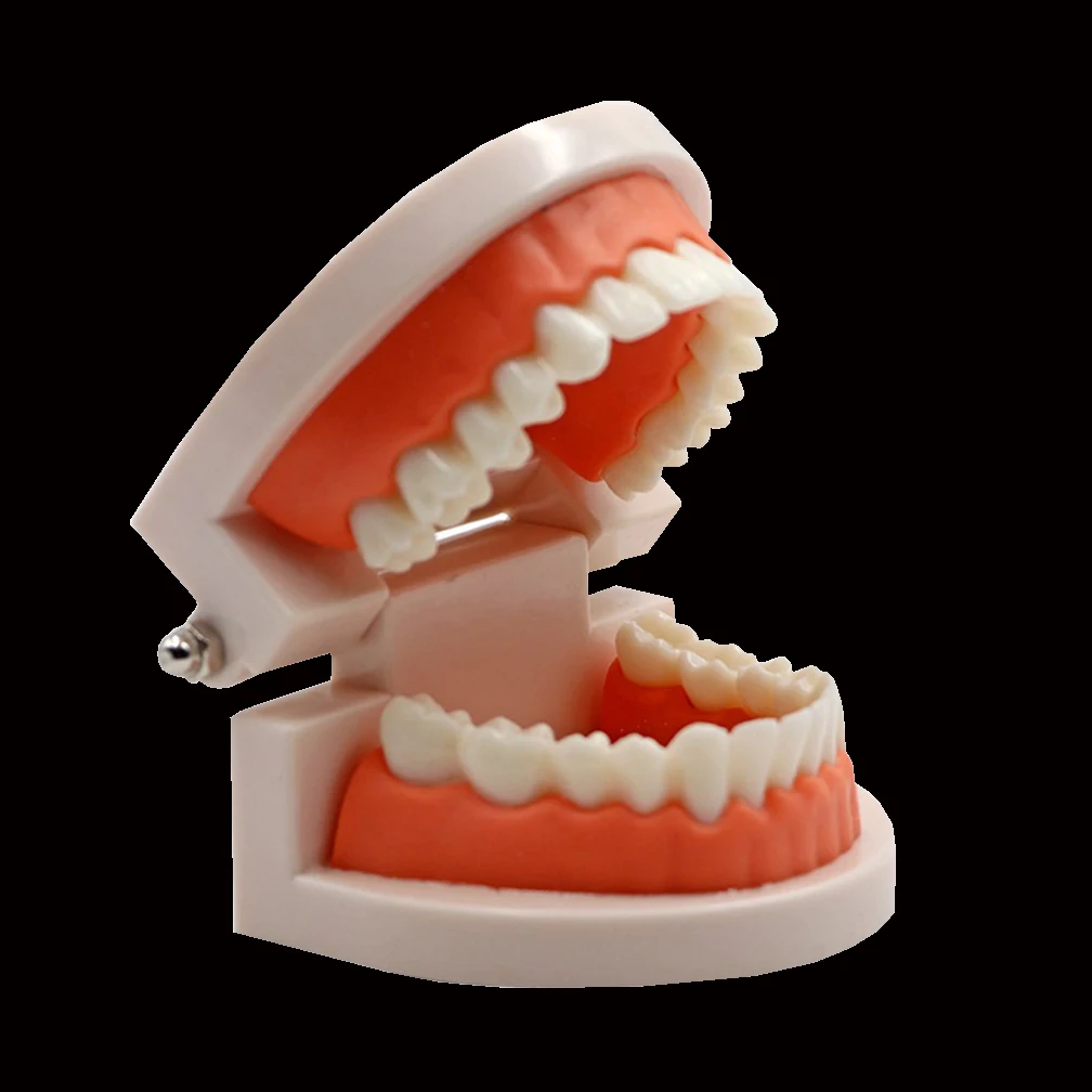 Dental Model Practice Typodont Teeth Model For Dental Technician Training Gum Teeth Jaw Models Dentist Studying Teaching Product