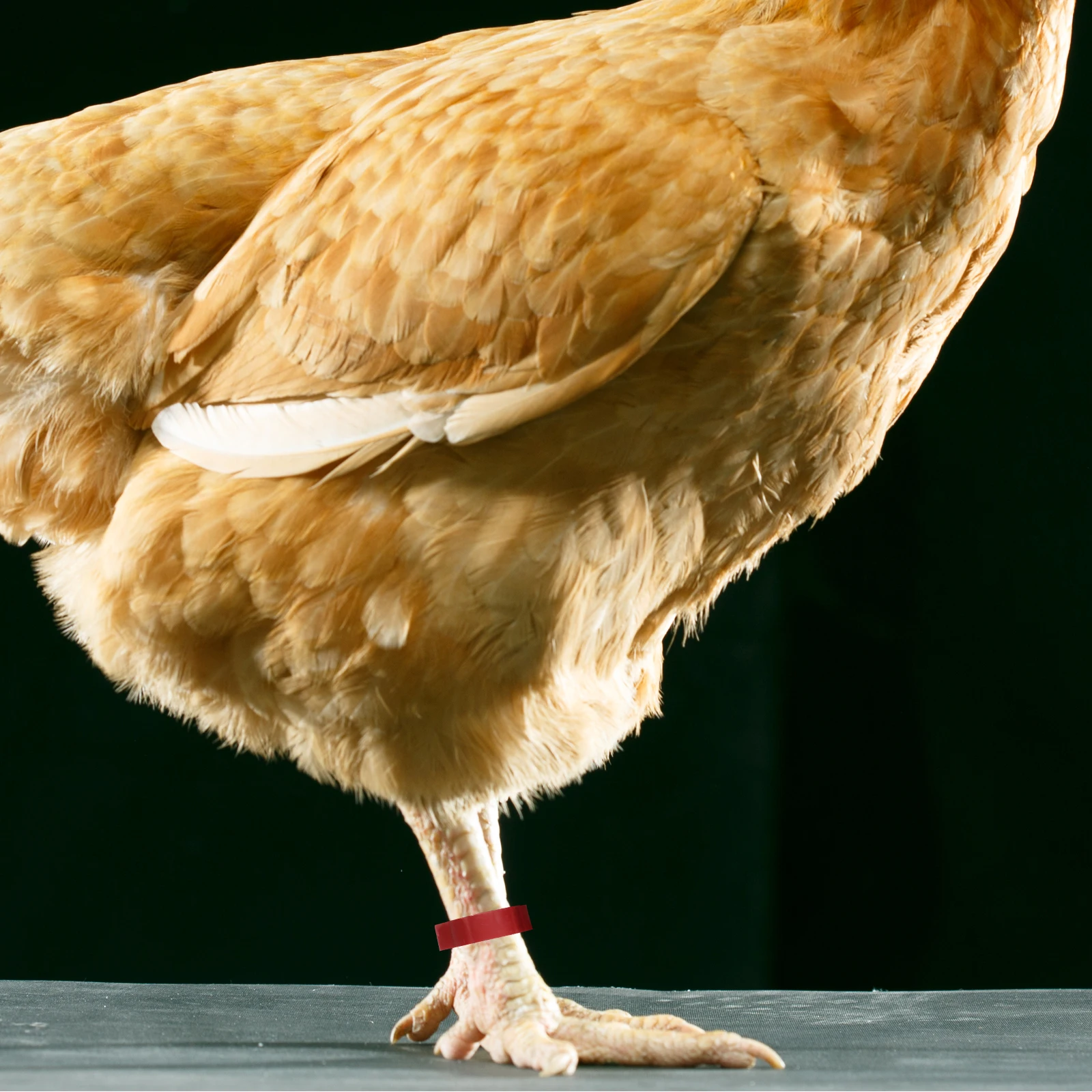 

100 pcs Adjustable Poultry Leg Bands Chicken Bird Rings Secure Reusable Farm Management Accessories Quail Supplies for Ducks