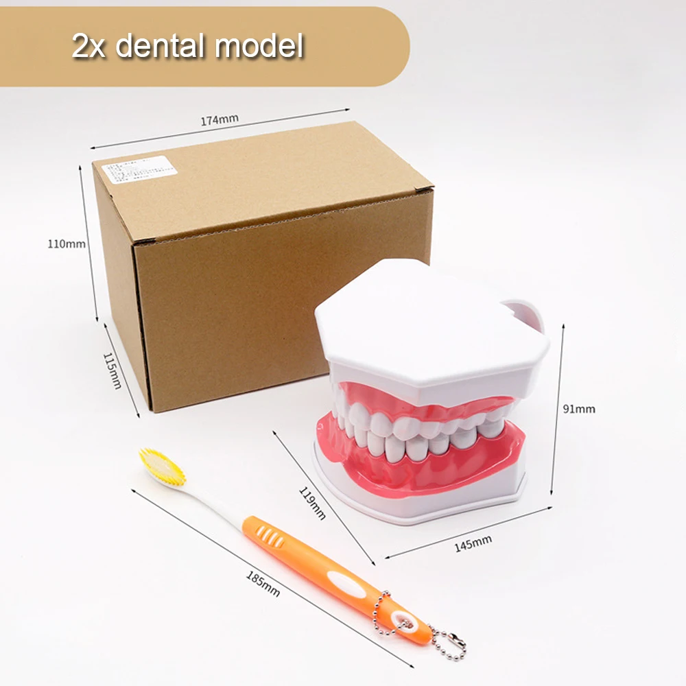 Dental Teeth Model Implant with Removable Dental Education Model for Dentistry Laboratory Demonstration Teaching