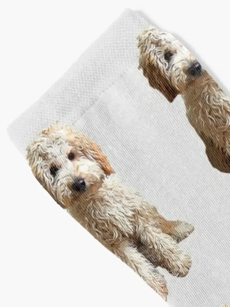 Labradoodle Cute Puppy Dog Socks christmas stocking sports and leisure Male Socks Women's