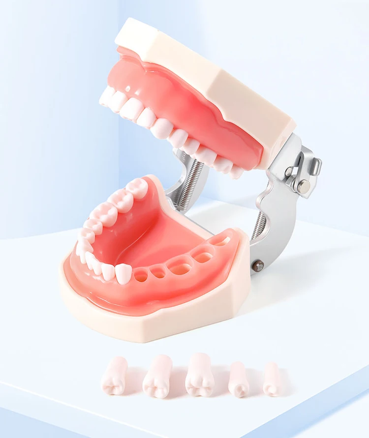 AZDENT Dental Standardzahnmodell 32-Zahn-Extraktionsmodell 1:1 Harzzähne Abnehmbares weiches Zahnfleisch Schraubendreher Zahnmedizinunterricht – Detail 2