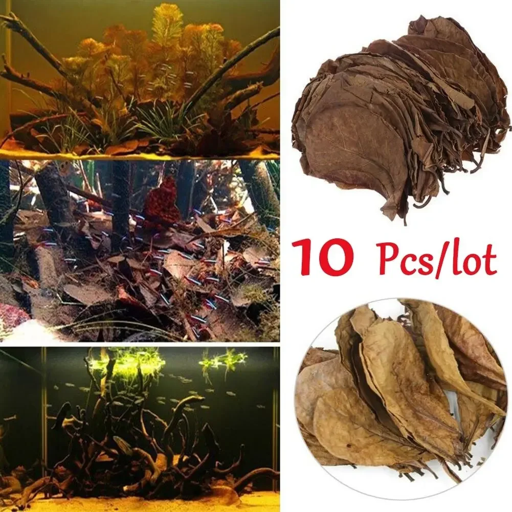 10PCS Natural Terminalia Catappa Foetida Leaf  Lower PH Inhibit Bacteria Fish Treatments Cleaning /Aquarium Tank Decor