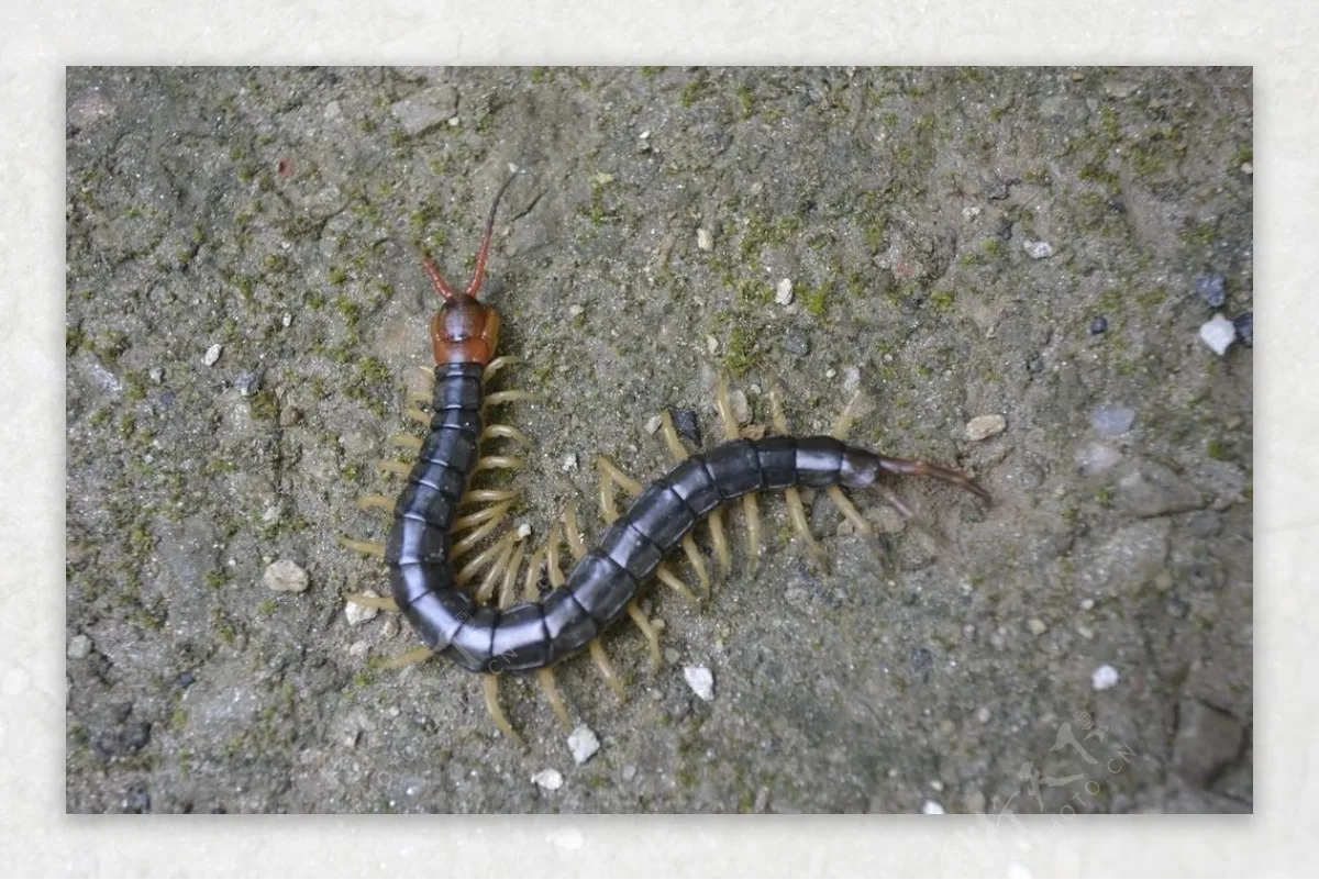 

FOR Black Coating Brass 1.0" Beadlock Wheel Tires Set for 1/24 1/18 RC Crawler Car Axial SCX24 AX24 TRX4M FCX24