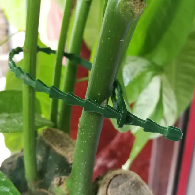 ปรับสวนสนับสนุน Stakes SINGLE Stem Plant CAGE สนับสนุนแหวนคลิปและเชื่อมต่อท่อสําหรับ Orchid Rose มะเขือเทศ